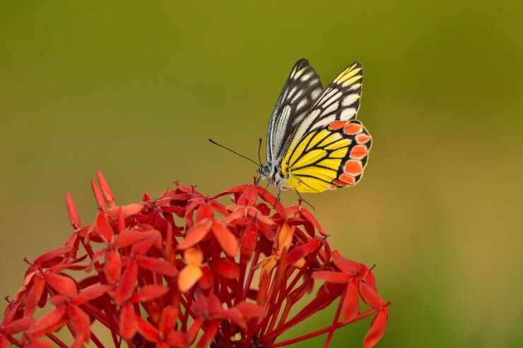 Conseils pour attirer les oiseaux, les abeilles et les papillons dans votre jardin