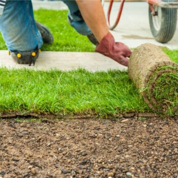 Gazon naturel prêt à poser, tout savoir à propos