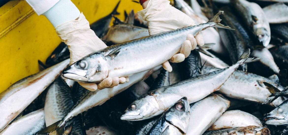 Pêche durable : consommer du poisson sans nuire aux océans