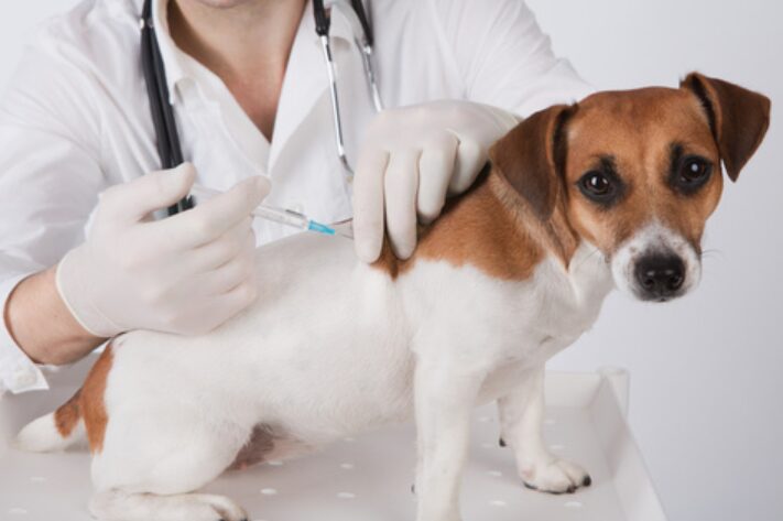 vaccination-chiot